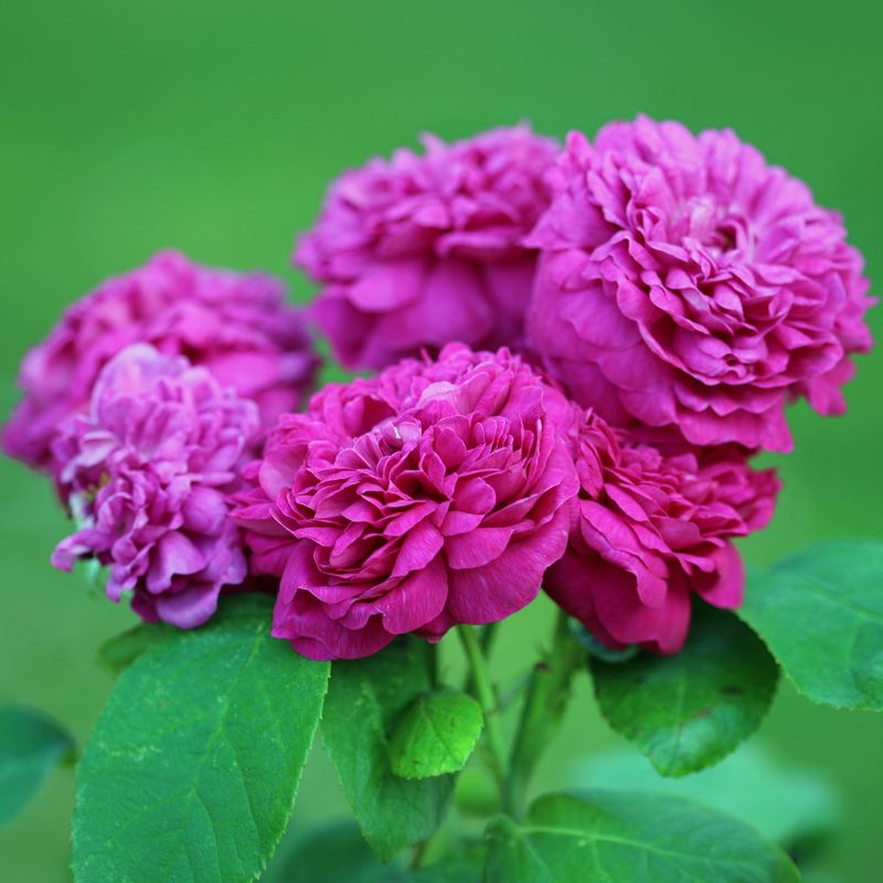 Rose de Rescht