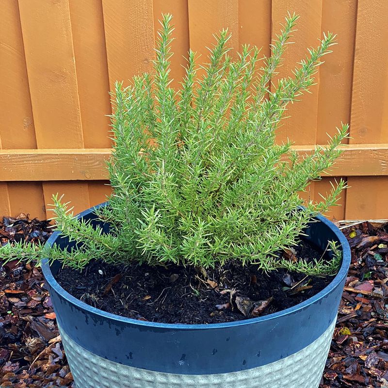 Rosemary
