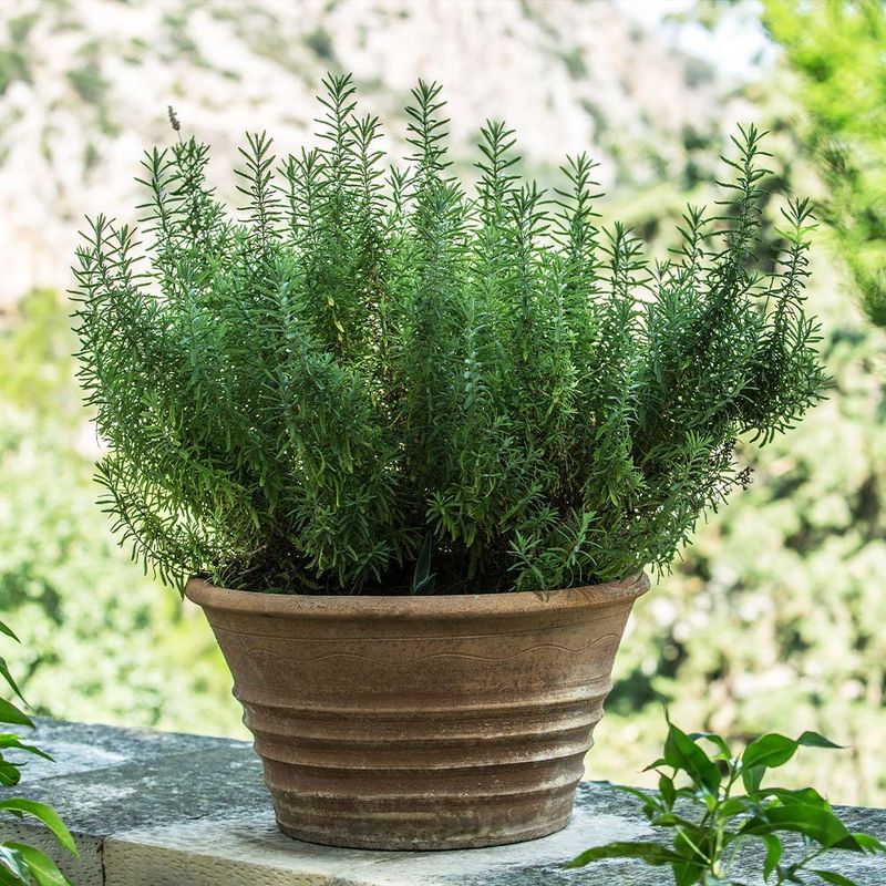 Rosemary