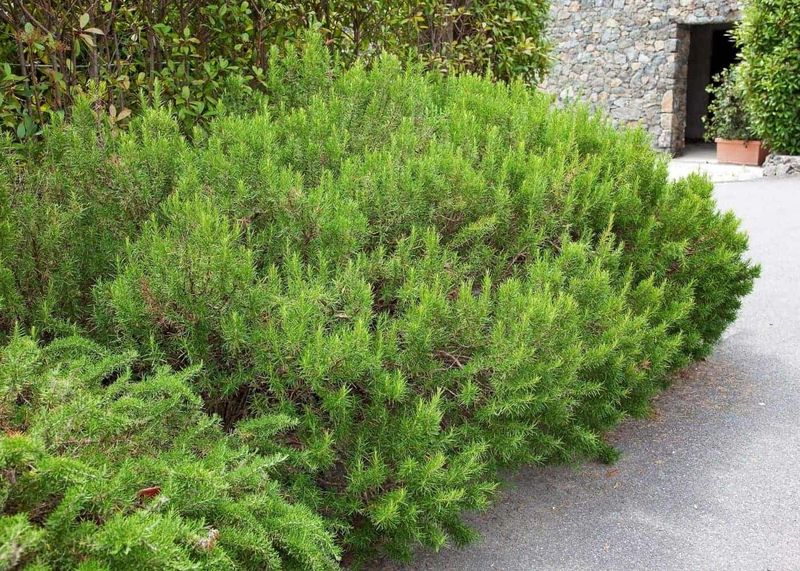 Rosemary Hedges