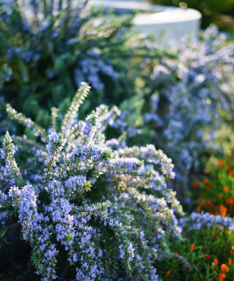 Rosemary (Salvia rosmarinus)
