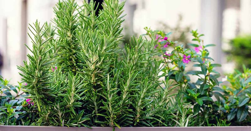 Rosemary earns its place as a patio herb, not a mosquito cure