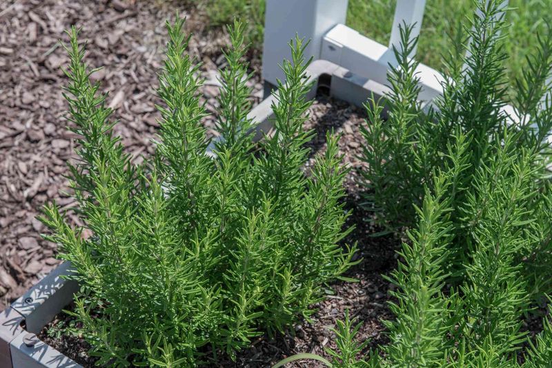 Rosemary is a research lead, not a foundation shield