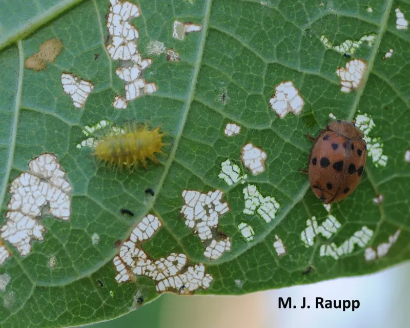 Round holes and skeletonized leaves signal bean pests