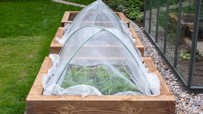 Row cover buys harvest time, but it cannot defeat winter