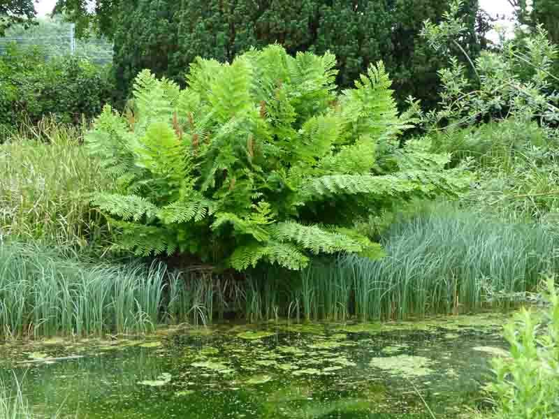 Royal Fern