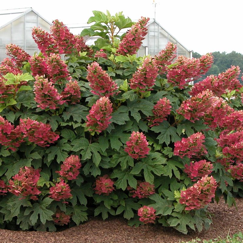 Ruby Slippers Oakleaf Hydrangea