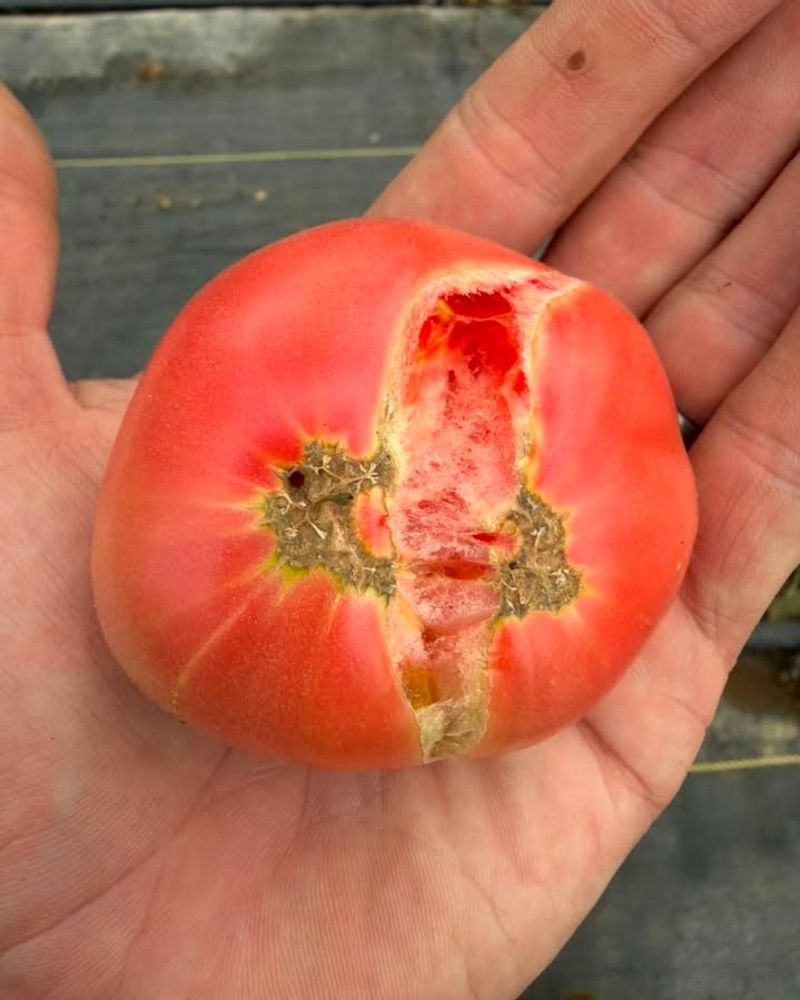 Rule out blossom-end rot, sunscald, and catfacing Rule out blossom-end rot, sunscald, and catfacing