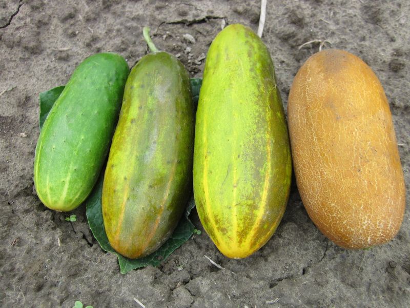 Rule out cultivar, nutrition, disease, and insect problems Rule out cultivar, nutrition, disease, and insect problems