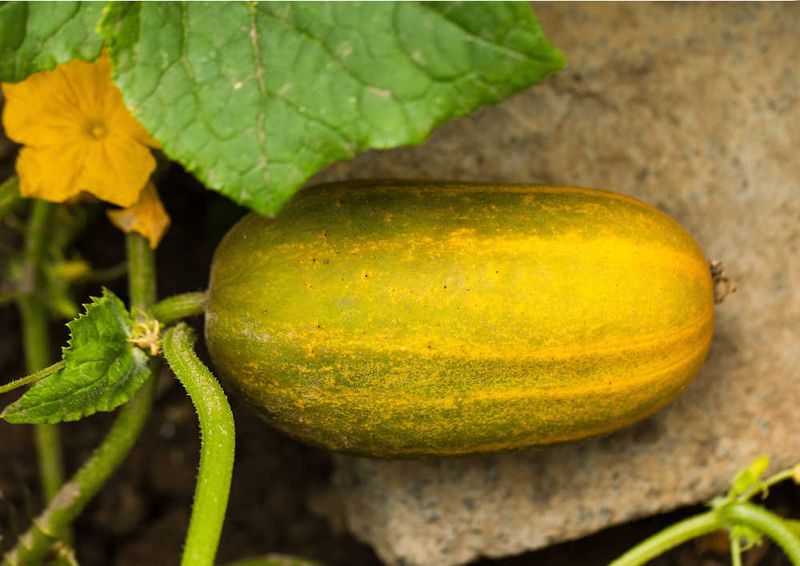 Rule out moisture, nitrogen, and overripe-fruit problems