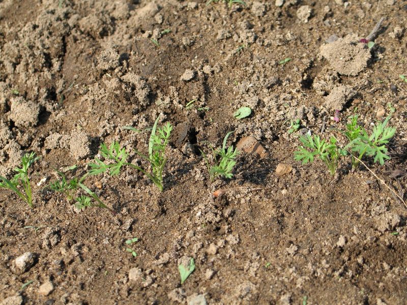 Rule out old seed and damping-off before replanting