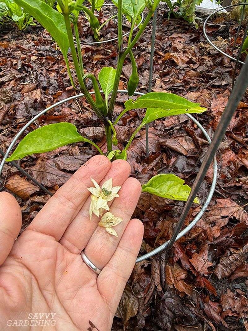 Rule out other causes of dropped flowers and young fruit