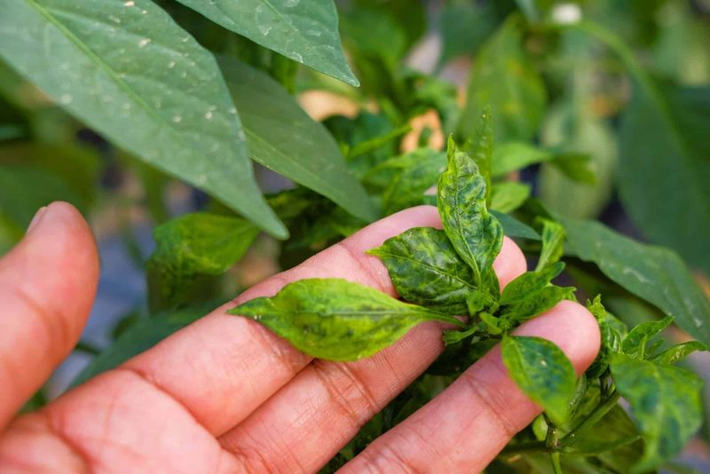 Rule out pests, salts, nutrition, and the wrong symptom