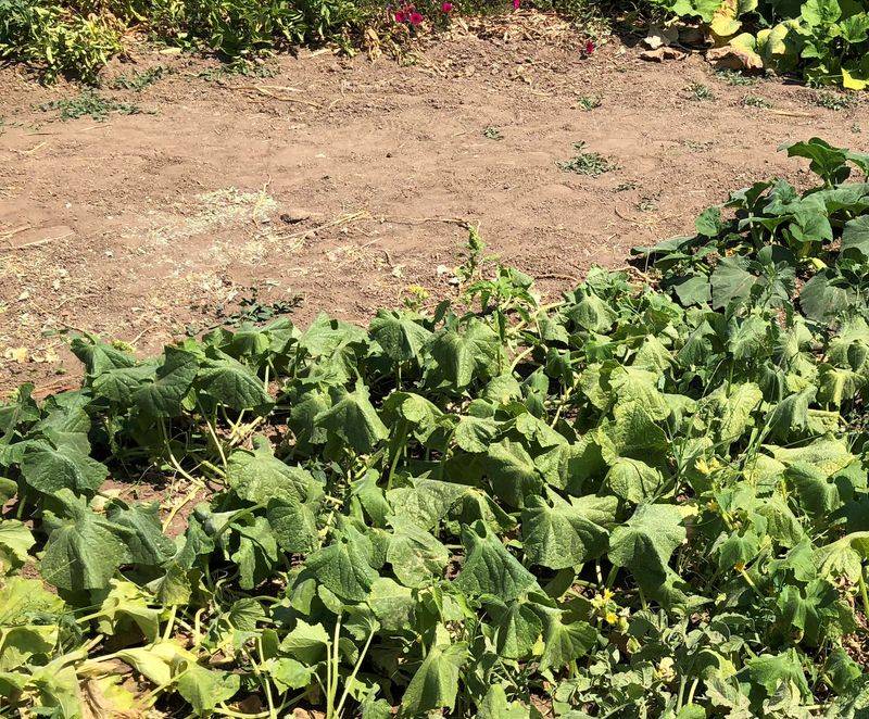 Rule out squash bugs, disease, and root trouble