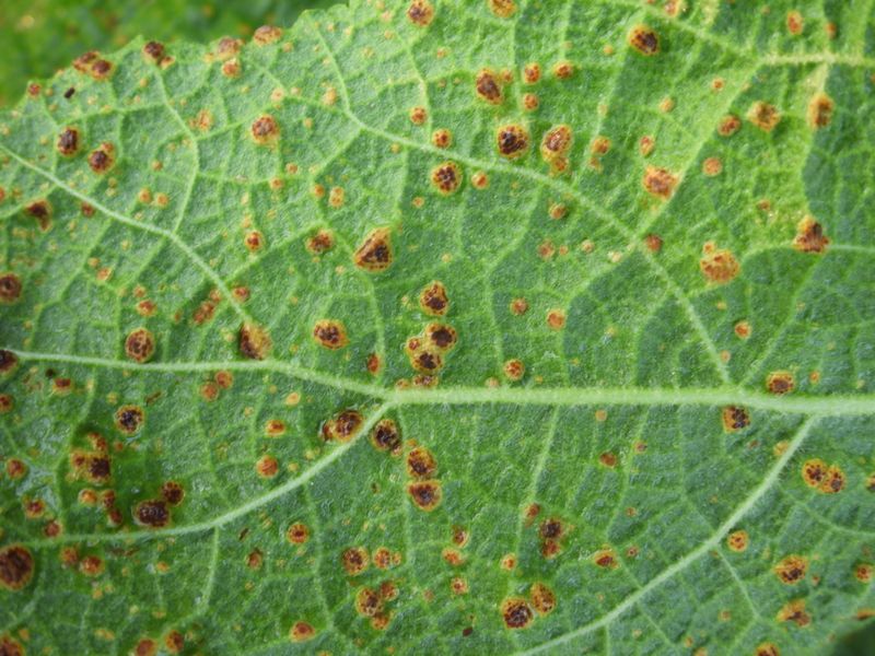Rust and Southern heat can mimic a feeding problem