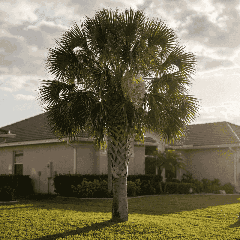 Sabal Palm Sabal Palm