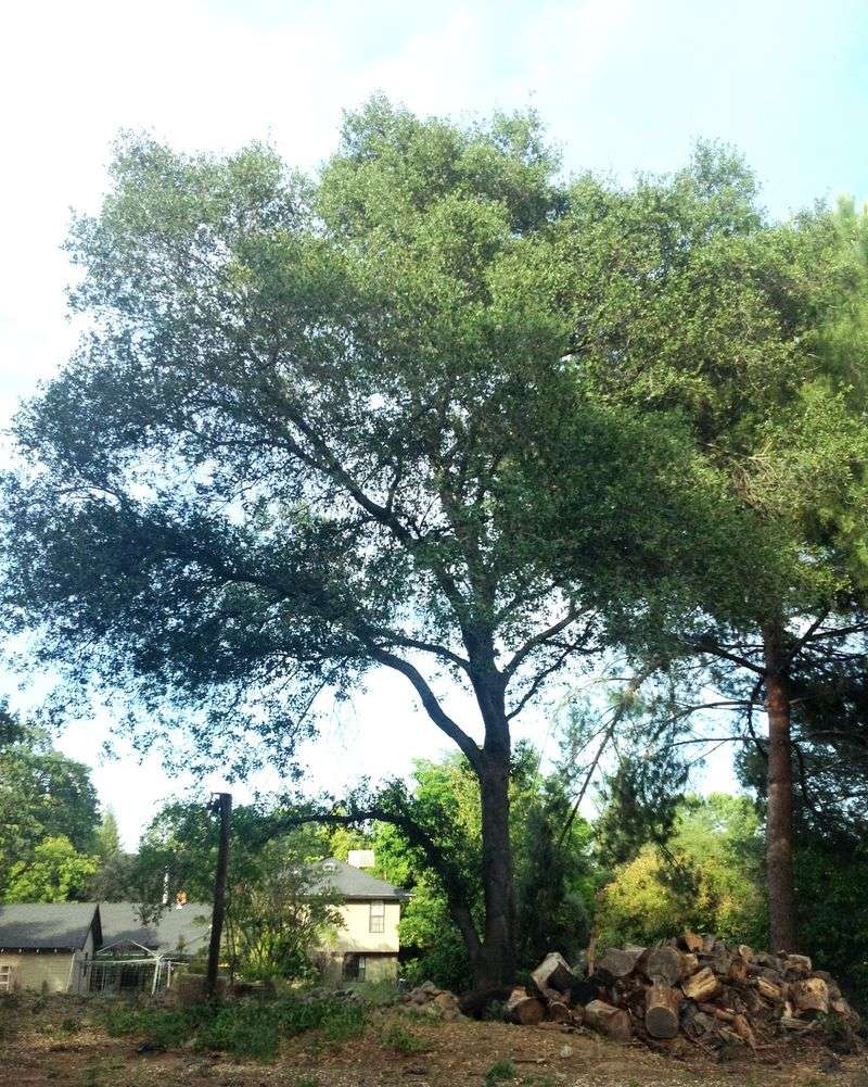 Sacramento Tree Foundation Shade Tree Program