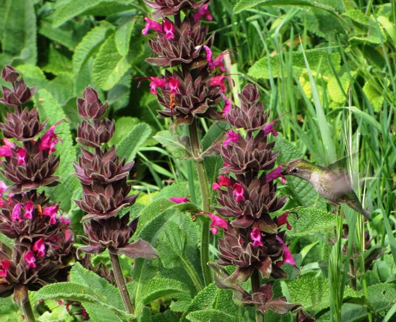 Salvia