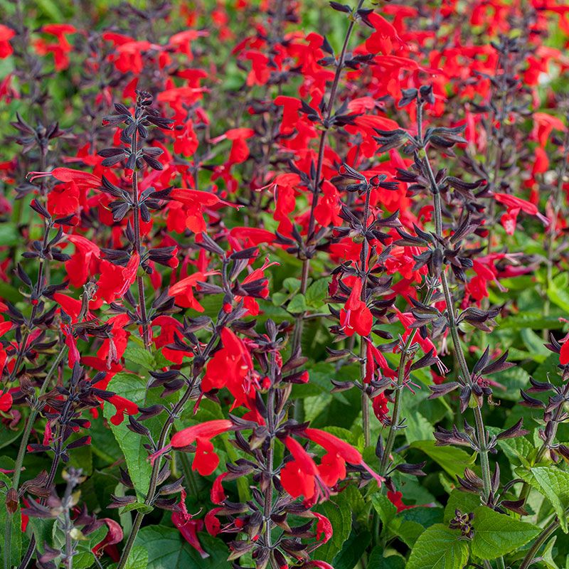 Salvia