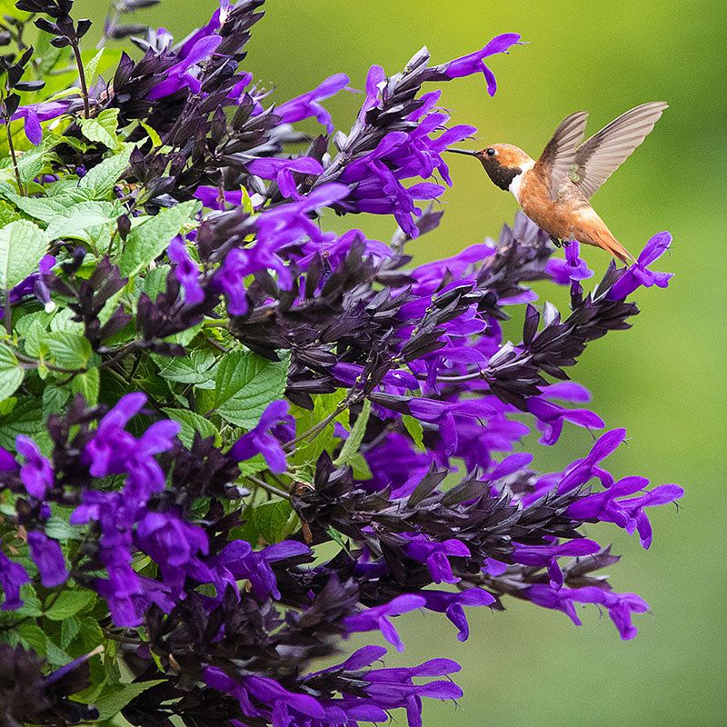 Salvia Salvia