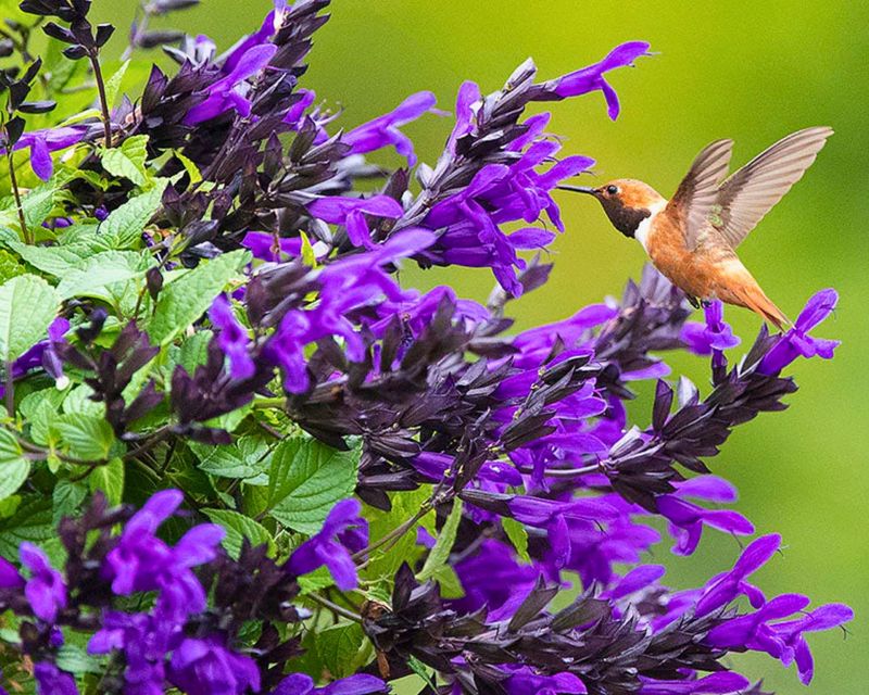 Salvia Salvia