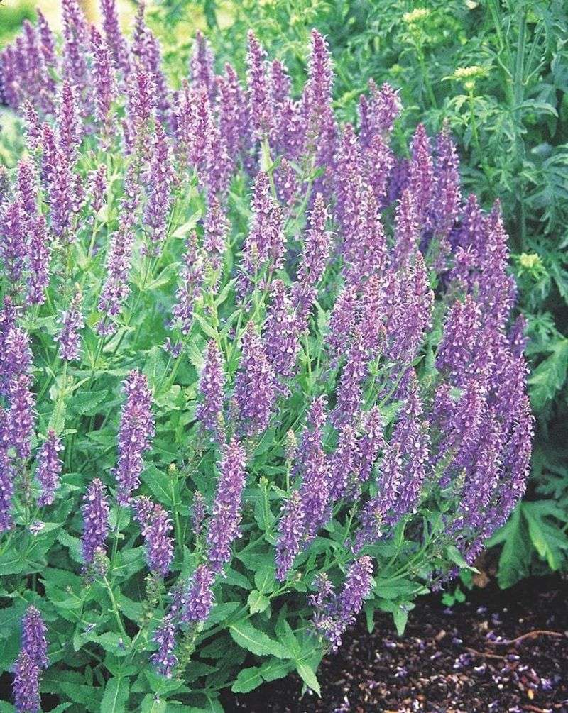 Salvia