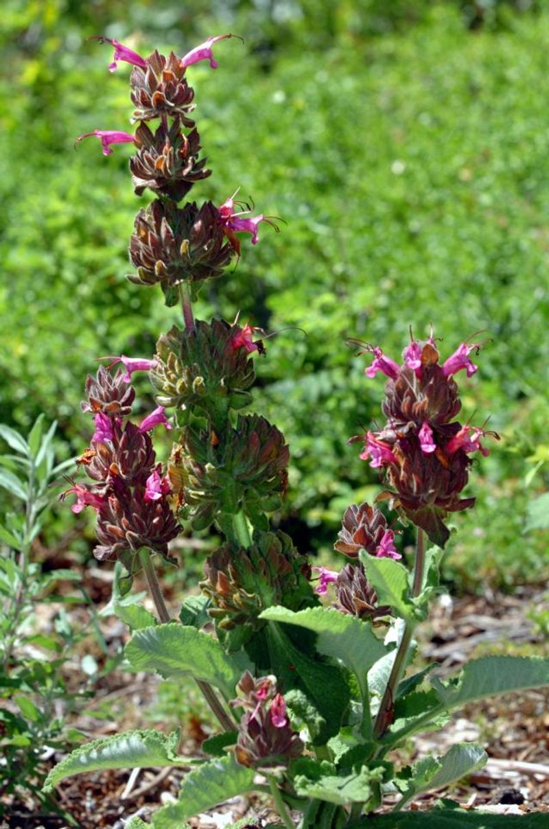Salvia