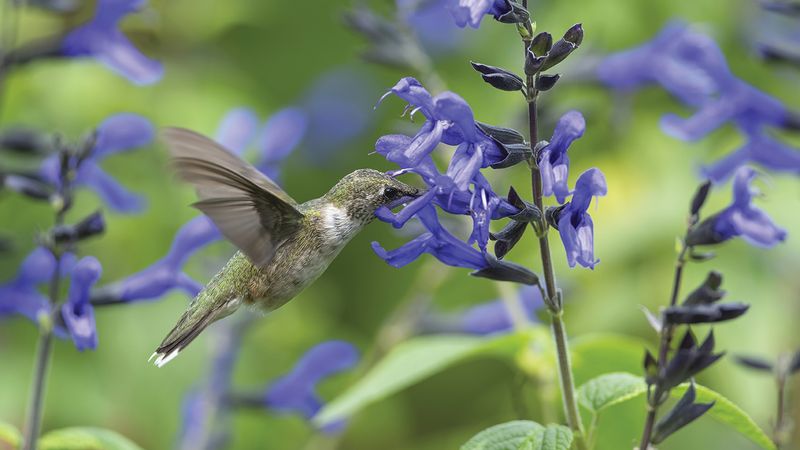 Salvia (Sage)