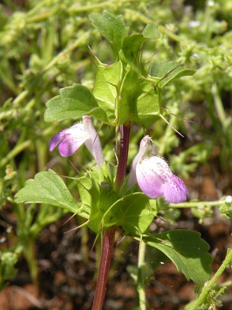 San Diego Thornmint (Acanthomintha ilicifolia)