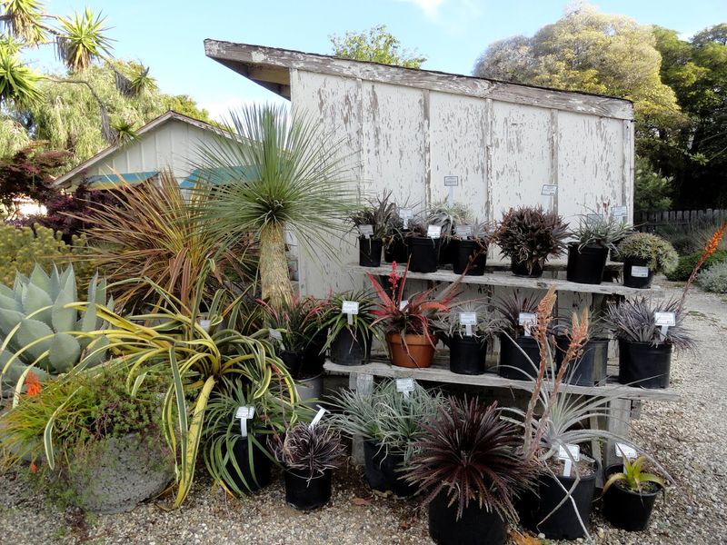 San Marcos Growers (Santa Barbara)