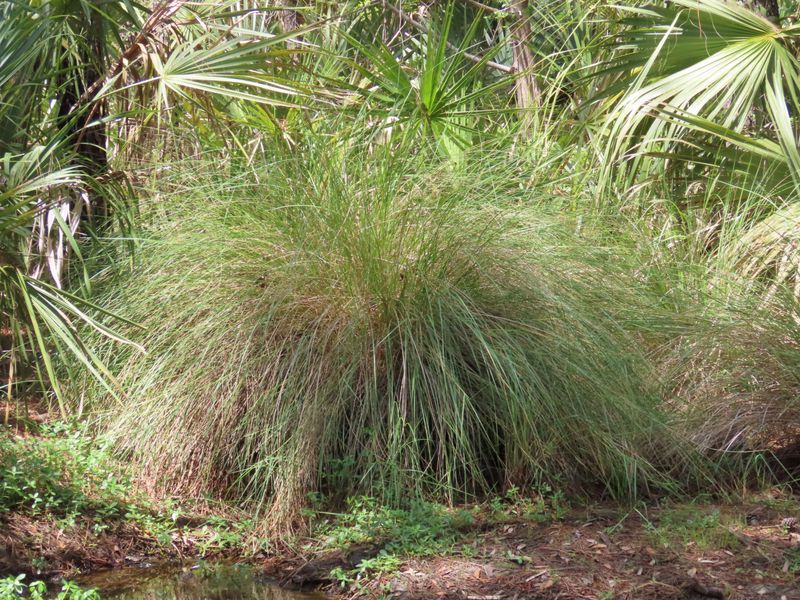 Sand Cordgrass Sand Cordgrass