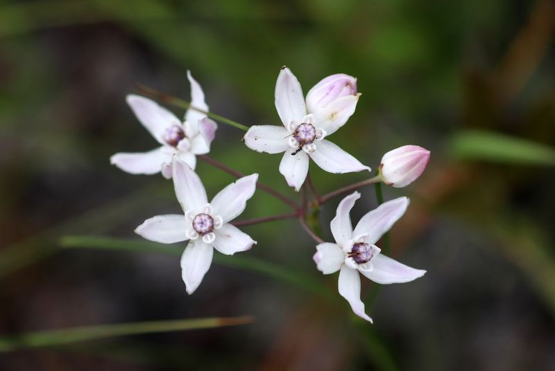 Sandhill Milkweed