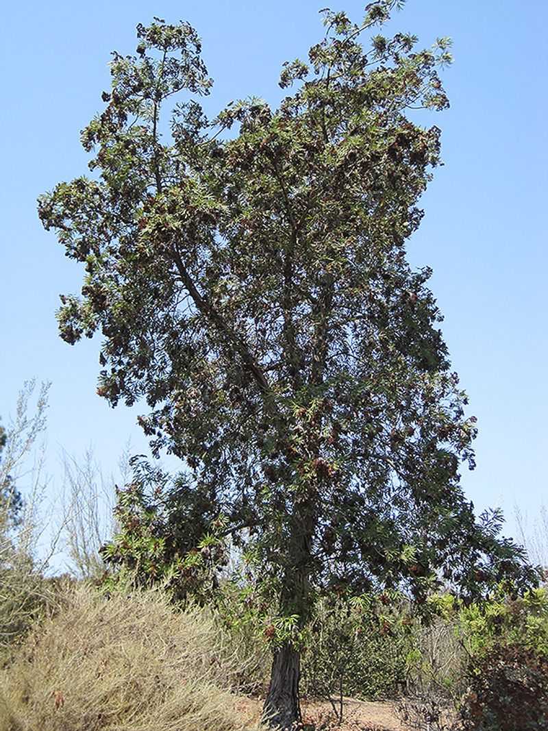 Santa Cruz Island Ironwood (Lyonothamnus floribundus)