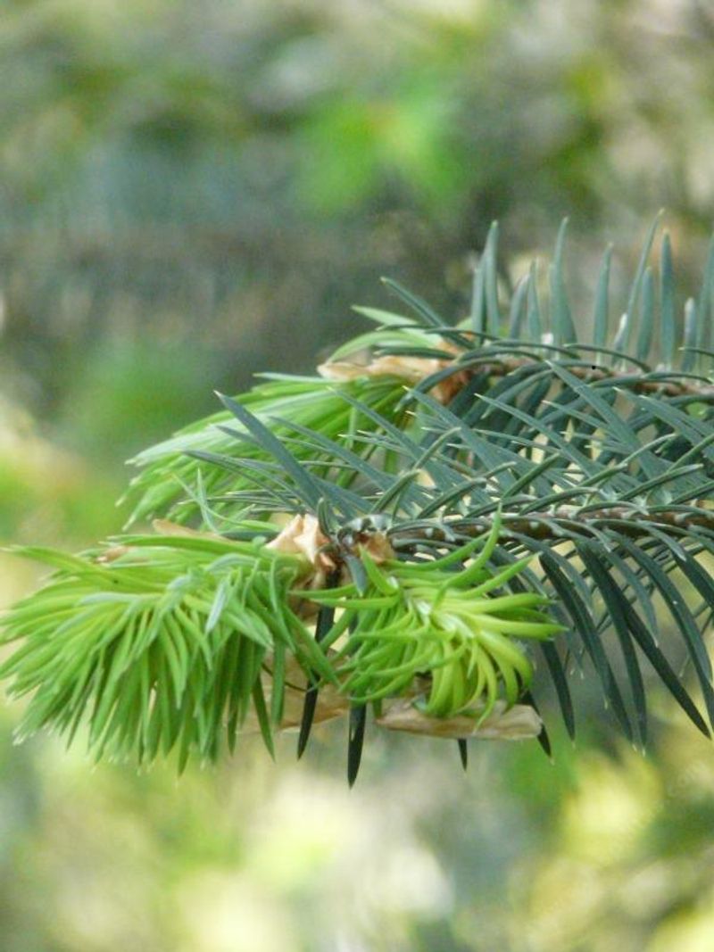 Santa Lucia Fir (Abies bracteata)
