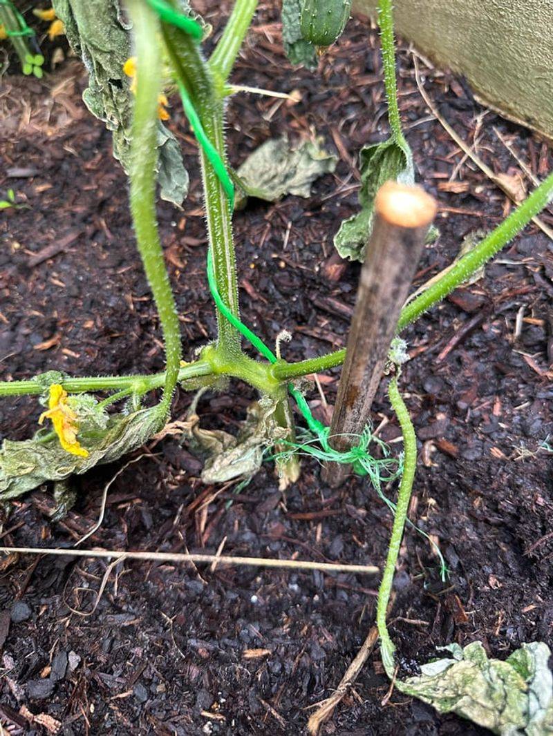 Saturated soil can damage roots and mimic drought