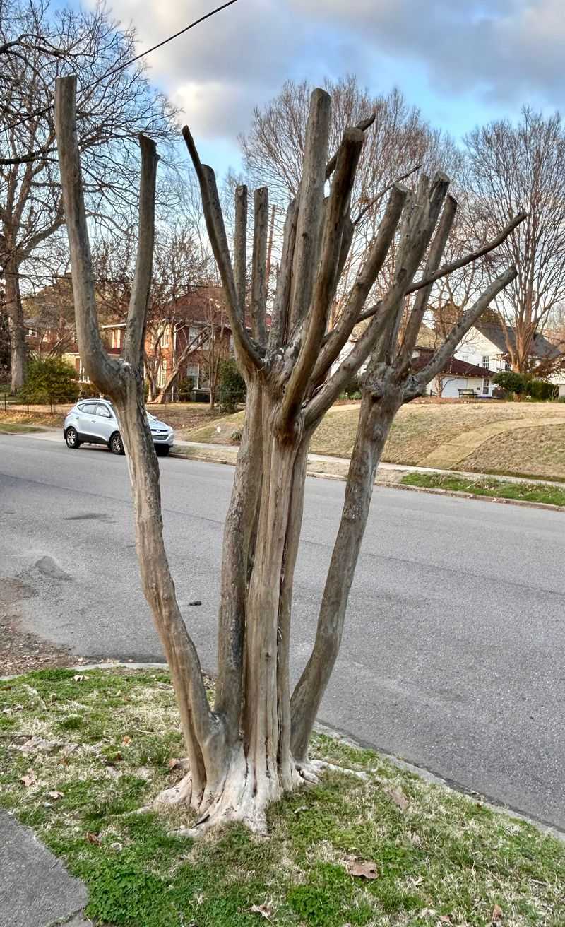 Save major pruning for the dormant season