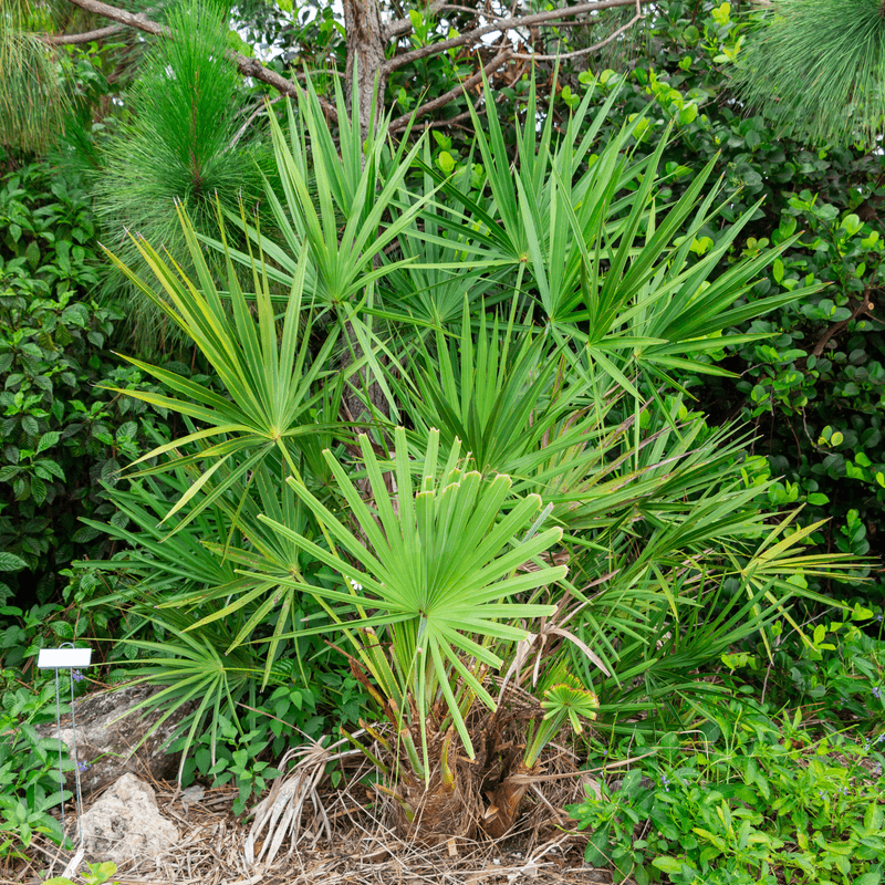 Saw Palmetto