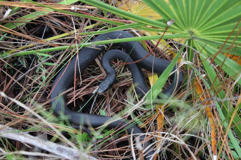 Saw Palmetto