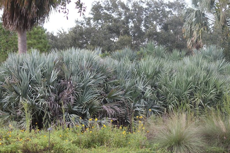 Saw Palmetto