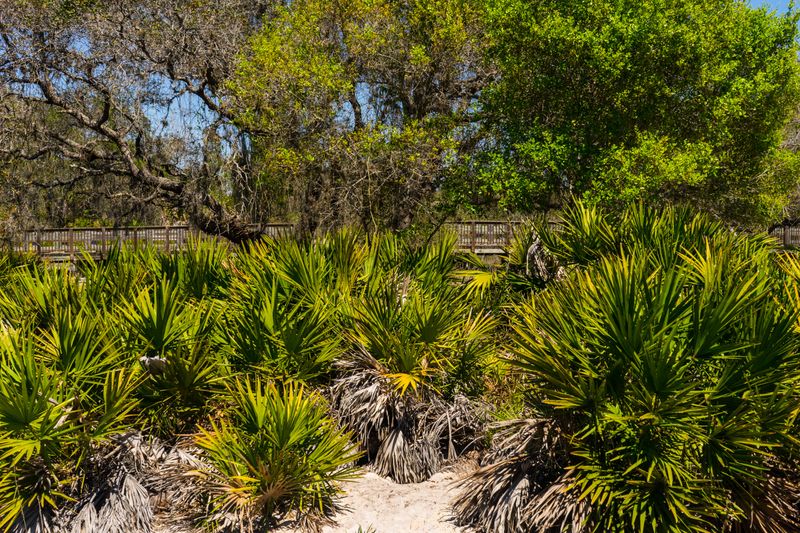 Saw Palmetto