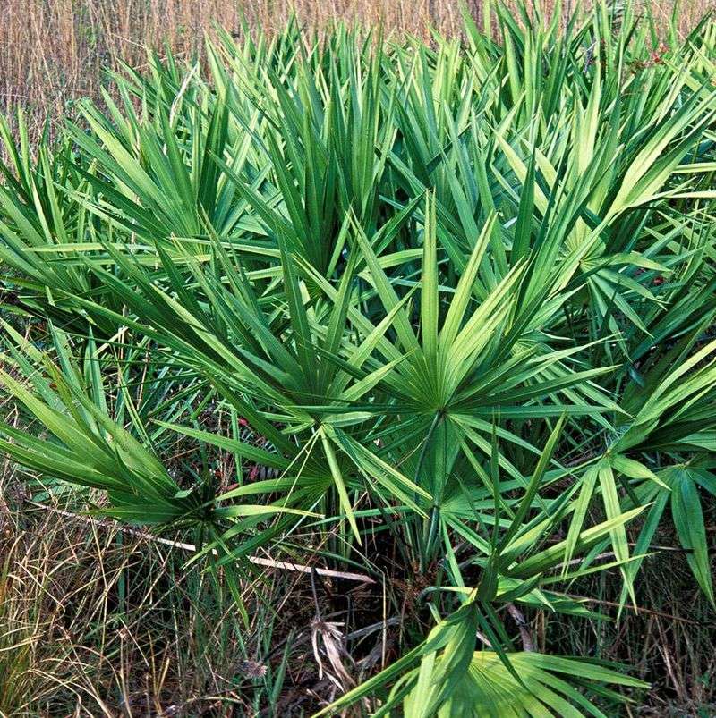 Saw Palmetto Saw Palmetto
