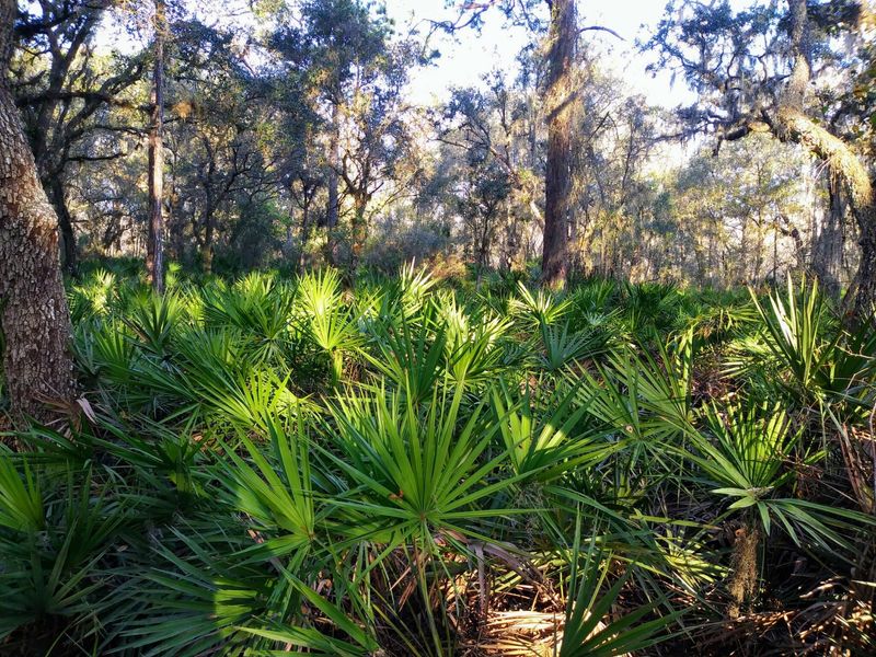 Saw Palmetto