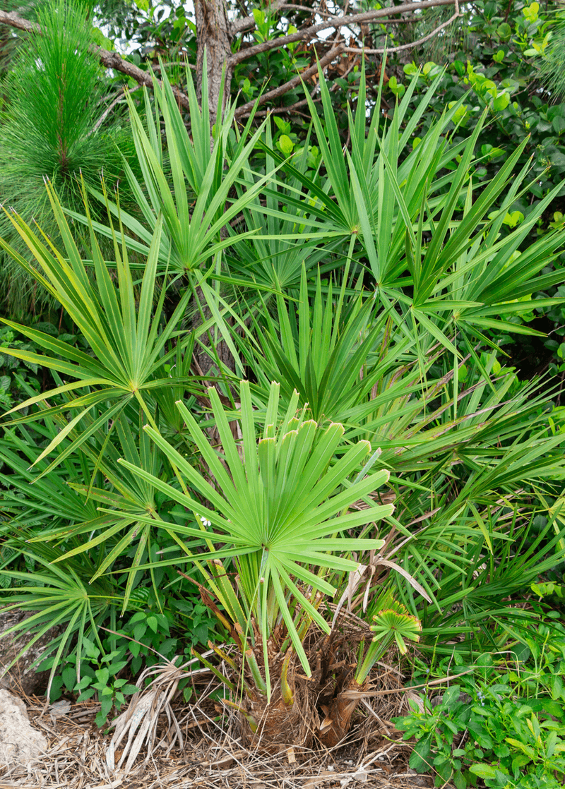 Saw Palmetto