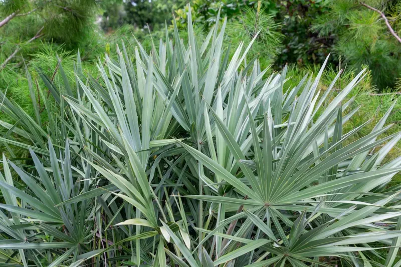 Saw Palmetto
