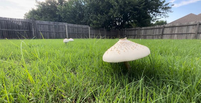 Scattered mushrooms usually need simple cleanup