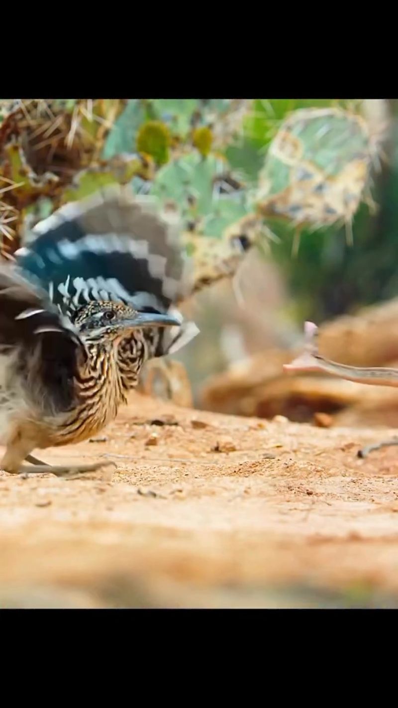 Scorpions Are Only One Item on a Roadrunner’s Menu