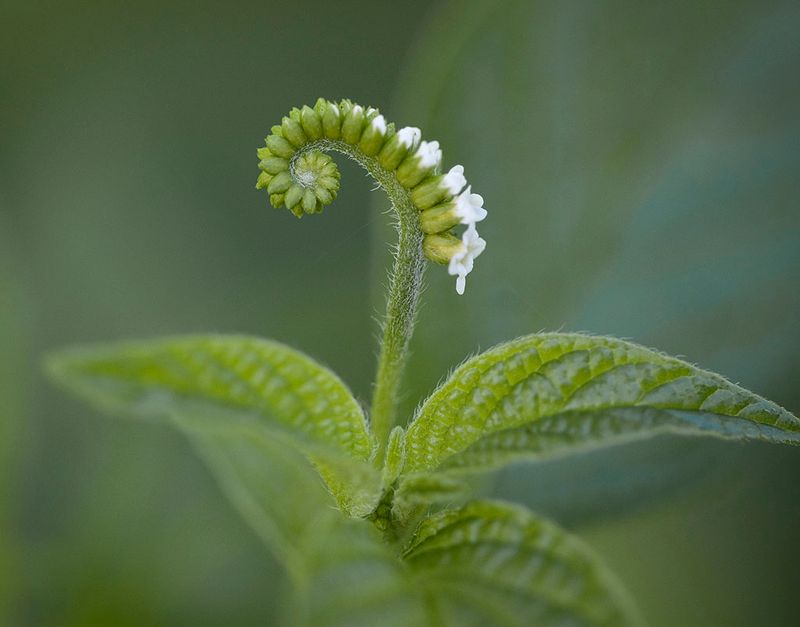 Scorpiontail