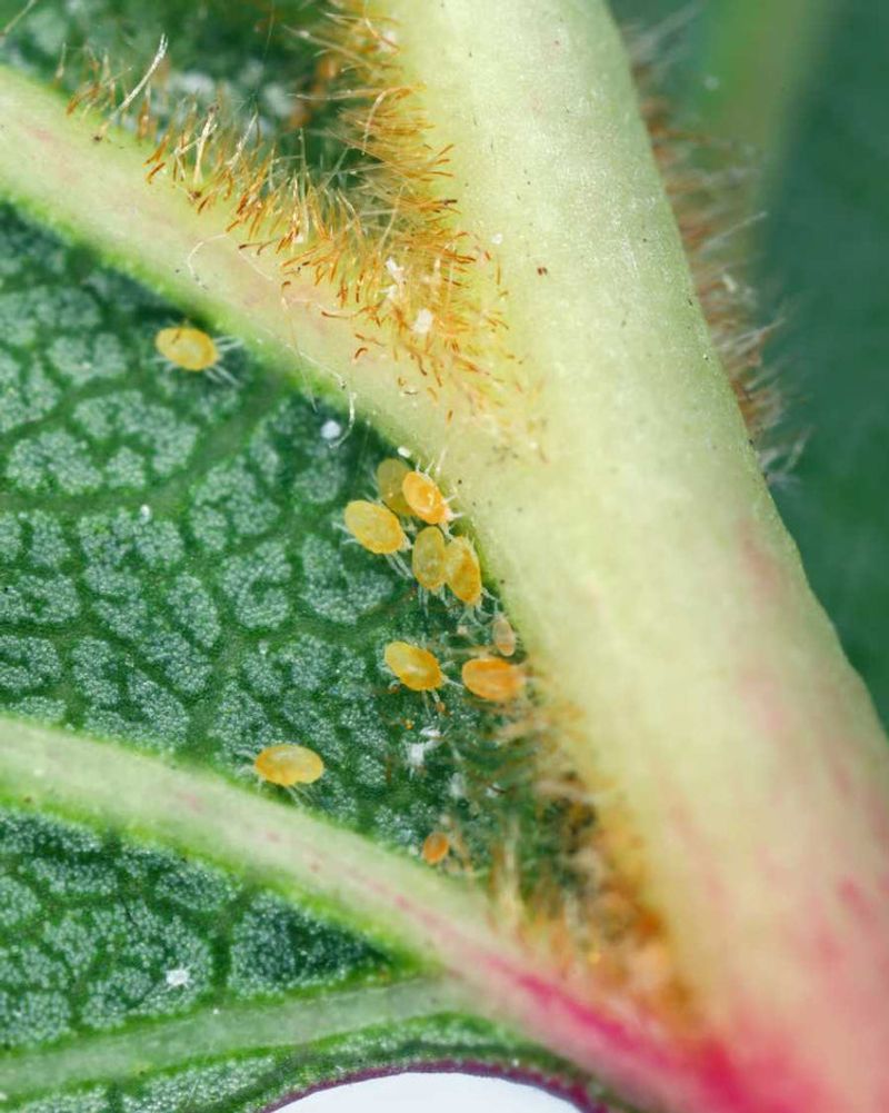 Scout Undersides and Growing Tips for Pests and Disease