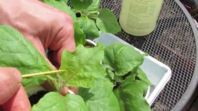 Scout aphids and predators before choosing a response