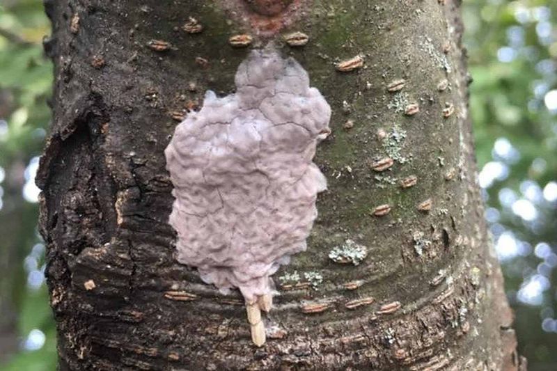Scout for Insects and Egg Masses by Season